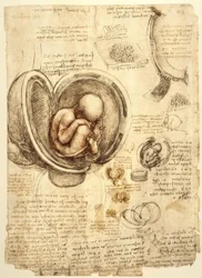 Fetus in the Uterus